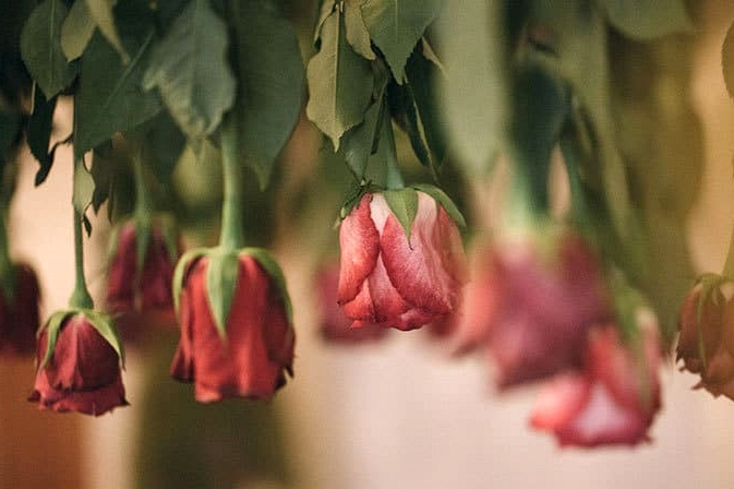 Roses suspended above wedding dessert table